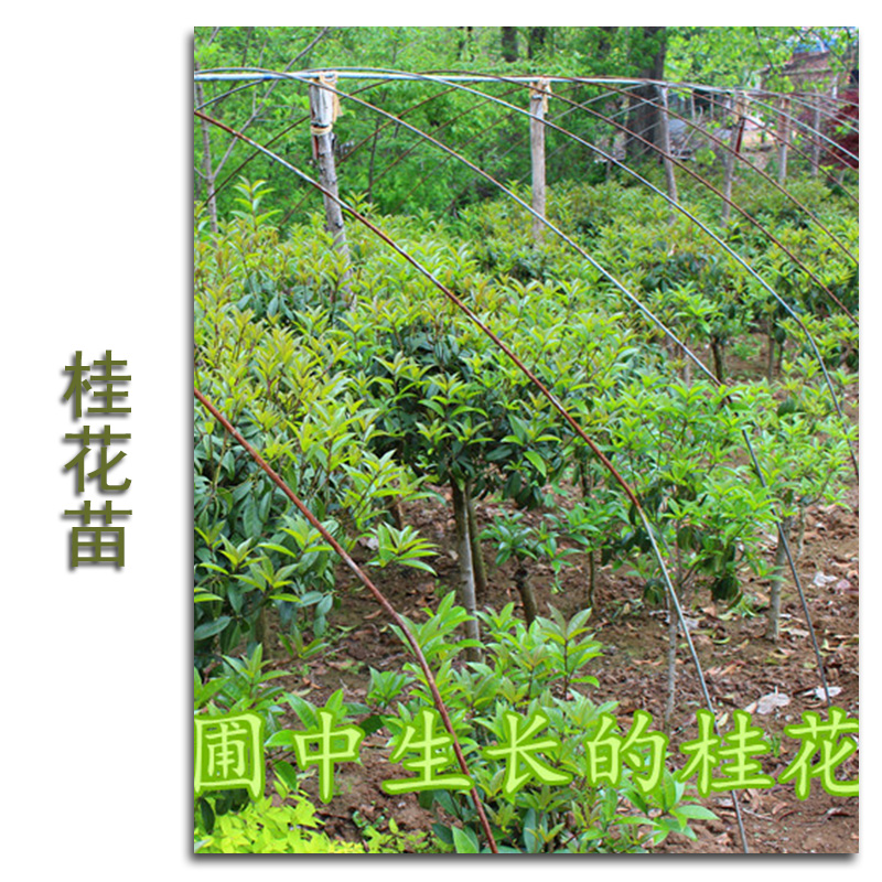 供应福州桂花小树苗培育基地