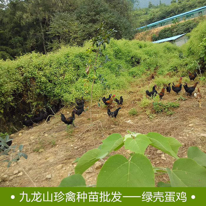 娄底绿壳鸡苗养殖孵化场-娄底绿壳鸡苗批发价格【湖南九龙山珍禽】