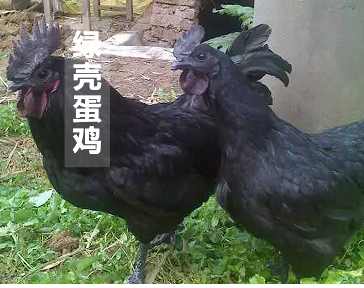 邵阳市绿壳蛋鸡养殖技术厂家