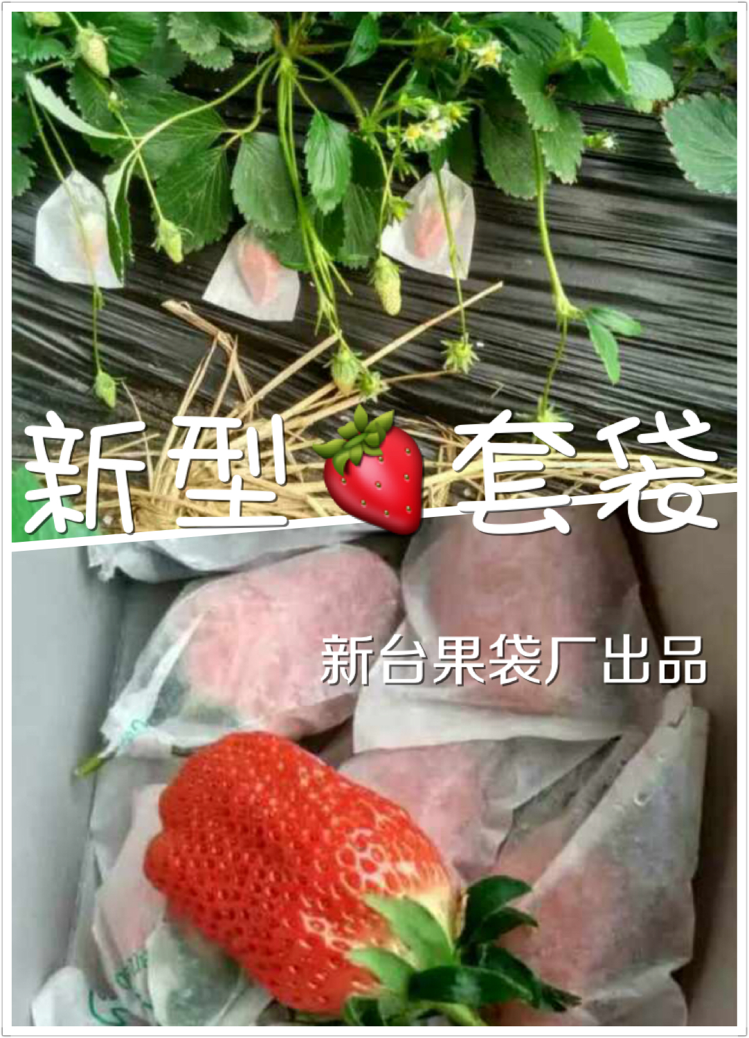 供应新型草莓套袋绿色果袋