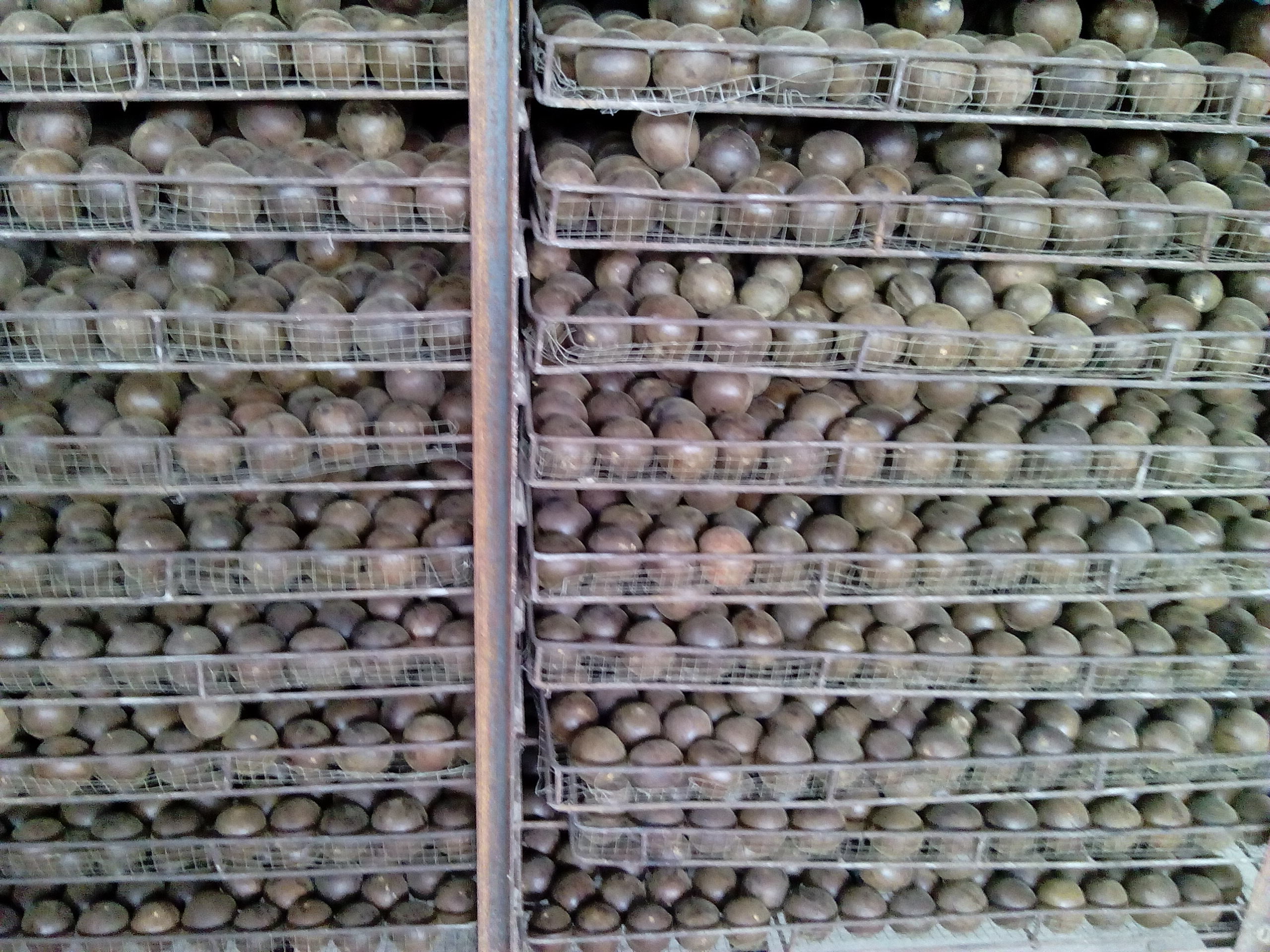 桂林市广西罗汉果干果厂家供应广西罗汉果干果，广西罗汉果报价，广西罗汉果干果批发
