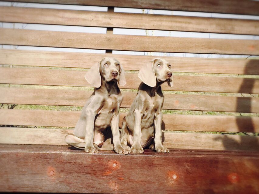 供应用于伴侣打猎观赏的银灰色的狗狗是什么品种德国魏玛犬