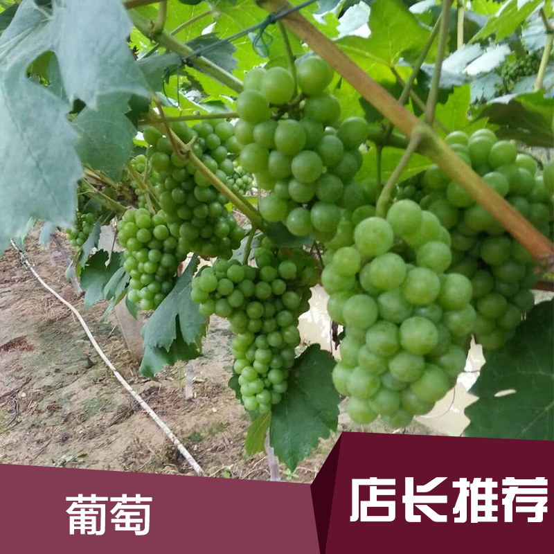 供应用于葡萄苗的河南葡萄苗生产基地 葡萄种植技术图片