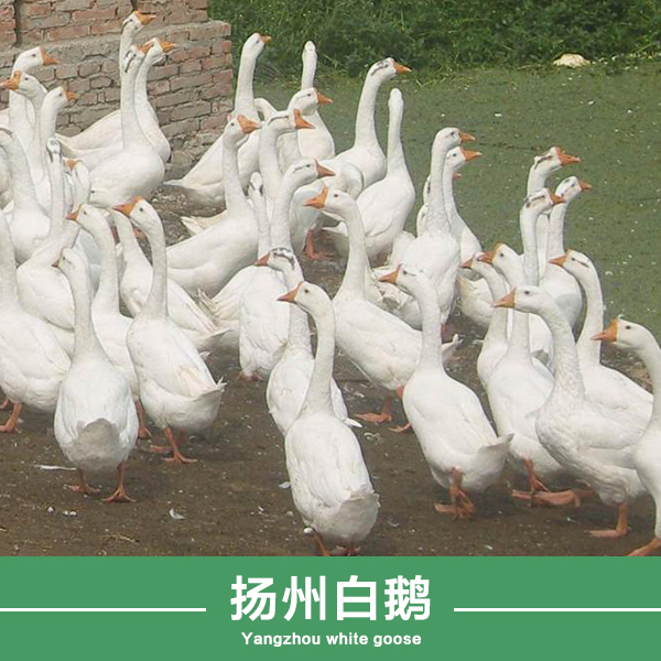 濮阳市扬州白鹅批发厂家供应白鹅价格，扬州白鹅批发，白鹅养殖场
