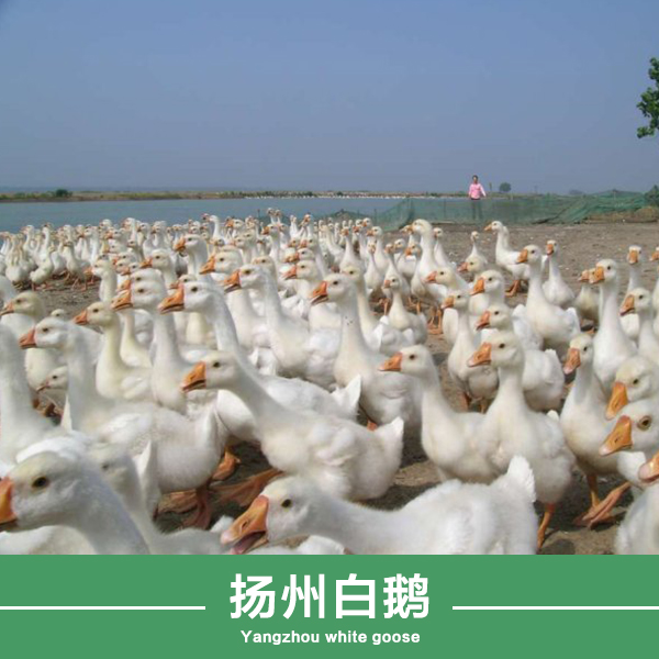 供应白鹅价格，扬州白鹅批发，白鹅养殖场图片