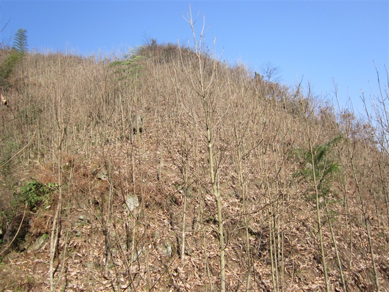 厚朴苗广西中药材种植基地供应用于的厚朴苗广西中药材种植基地