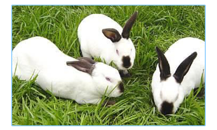 供应贵州优良种兔—曾祖代伊拉兔、贵州养兔场、贵州肉兔养殖、贵州有养兔场吗、贵州兔子养殖基地、贵州哪里有收购兔子、