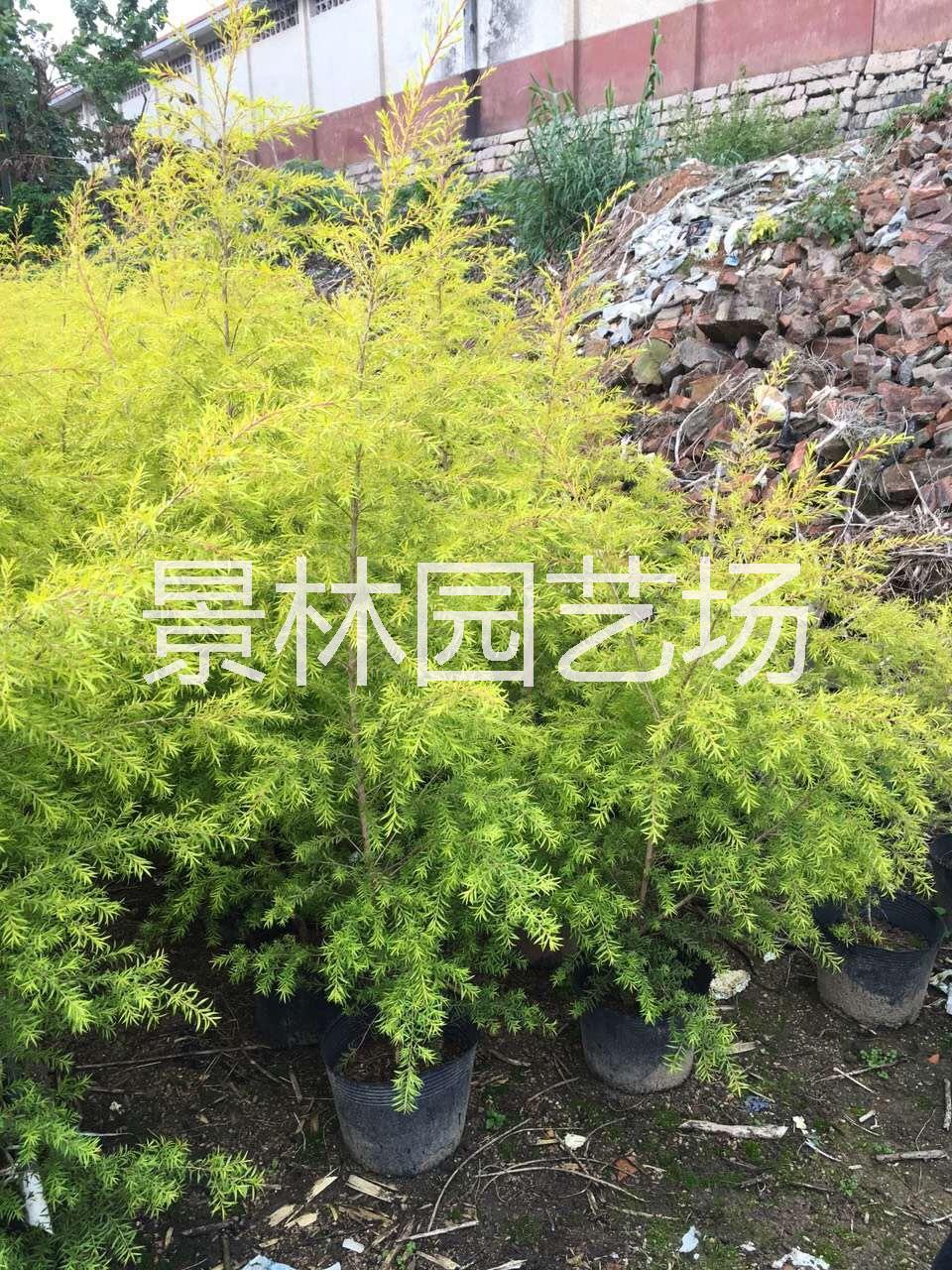 供应用于园林绿化的黄金宝树/黄金香柳/千层金假植苗图片