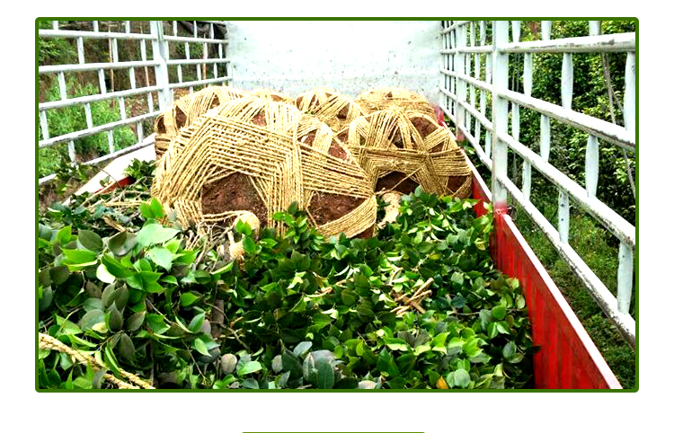 供应宜宾茶花基地、大茶花、茶花种植基地、精品茶花基地、茶花种植基地、茶花园艺场