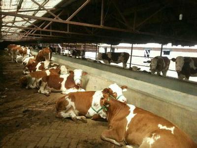 供应肉牛|肉牛价格|肉牛养殖场|肉牛图片