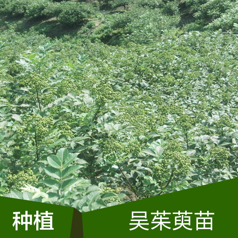 苗圃基地直销吴茱萸种苗中药材种子种苗茱萸种植苗嫁接苗杯苗图片