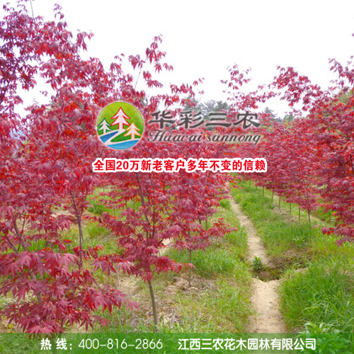 供应日本红枫三季红小苗 量大优惠图片