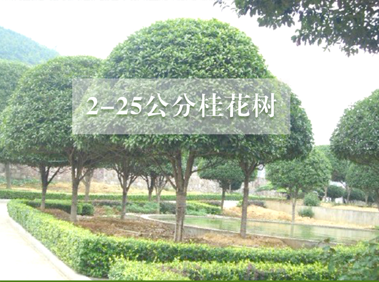 桂林市桂花树供应批发基地厂家