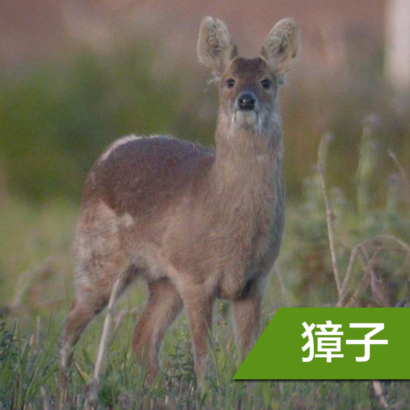 供应用于无的獐宝 獐种 獐奶 獐宝胶囊出售