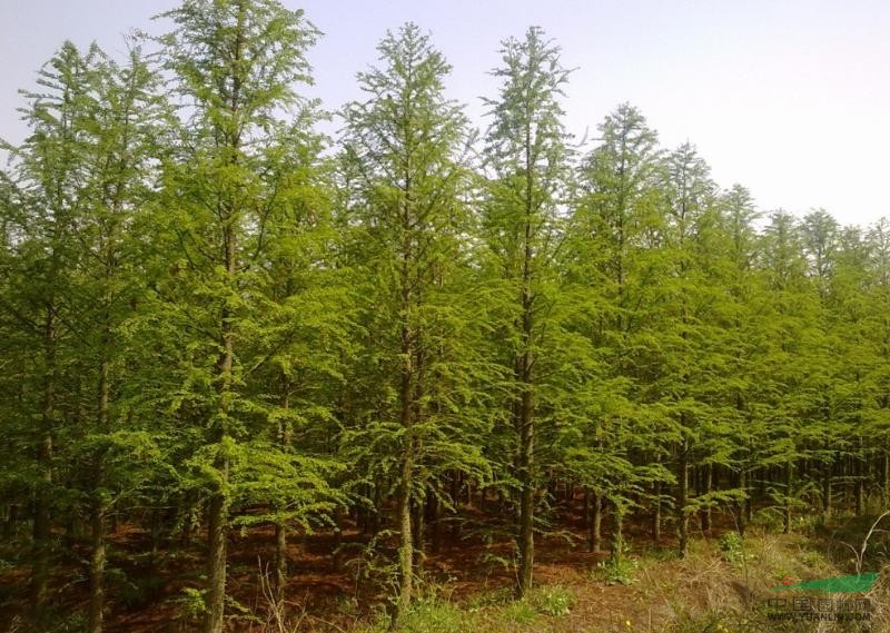 供应用于绿化苗木的大丰中山杉 大丰中山杉 大丰中山图片