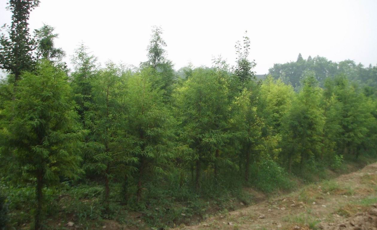 供应用于绿化苗木的中山杉供应商 中山杉种植