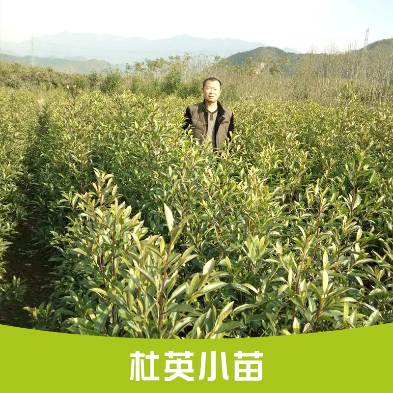 供应江西南昌杜英小苗批发  园林植物 杜英树苗 规格齐全