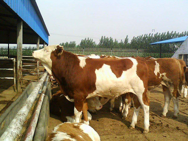 养牛场卖肉牛，肉牛犊，鲁西黄牛图片