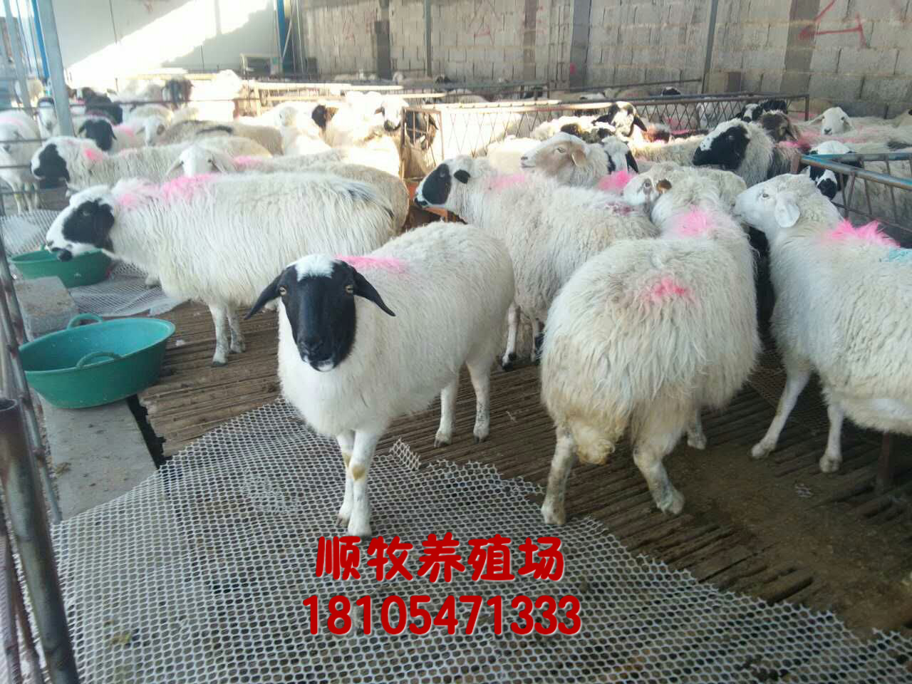 黑头杜泊绵羊生长周期短抗逆性强供应用于养殖的黑头杜泊绵羊生长周期短抗逆性强