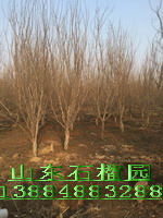 供应山东石榴树图片