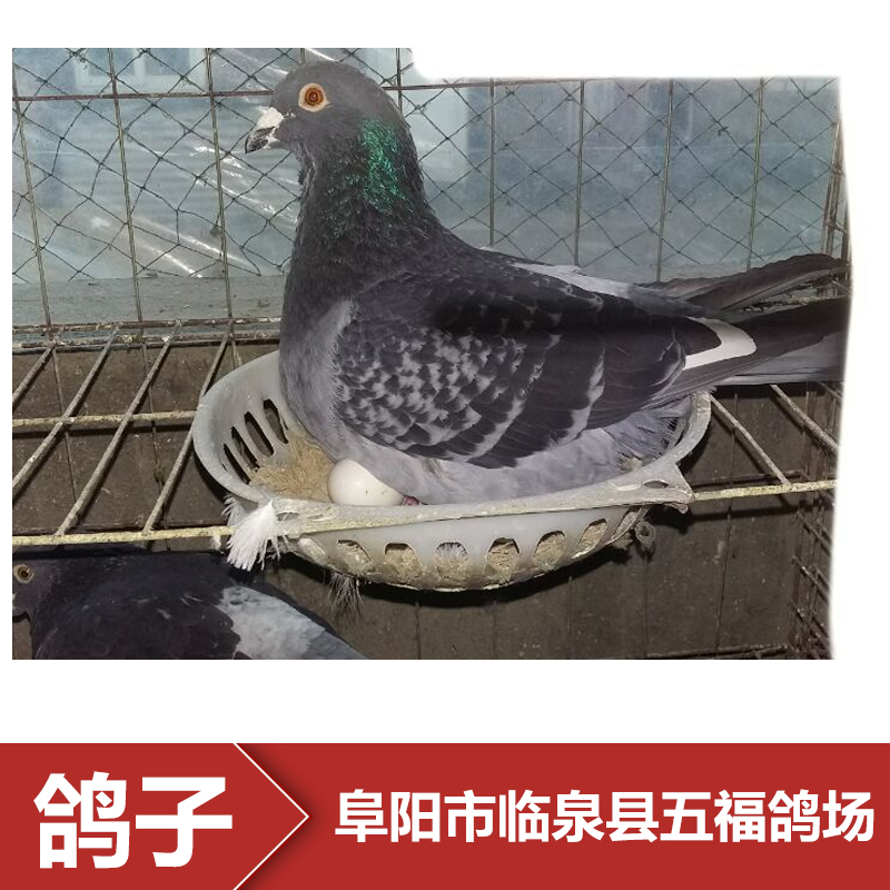 供应安徽种鸽养殖场 种鸽批发 种鸽报价 鸽子养殖图片