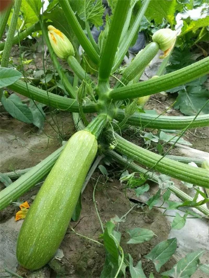 供应自主研发越冬西葫芦种子青葫30 蔬菜种子 适宜保护地和露地种植约300粒/50g