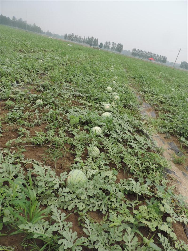供应适应浙江上海地区种植特大早佳8424西瓜种子 早熟西瓜