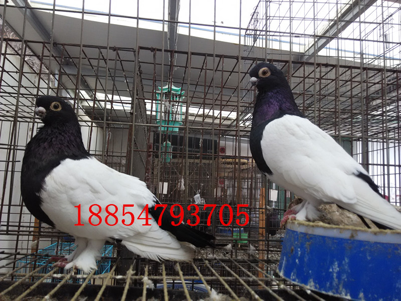 供应两头乌鸽批发价格 豆嘴点子鸽图片 两头红观赏鸽养殖场