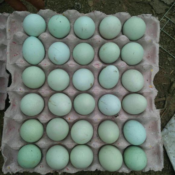 供应用于养殖的五黑绿壳蛋鸡图片
