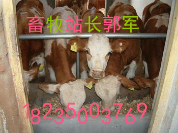 供应山西省忻州市肉牛犊