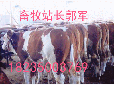 供应山西省忻州市肉牛犊