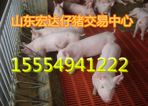 供应用于养殖的山东仔猪 猪苗价格