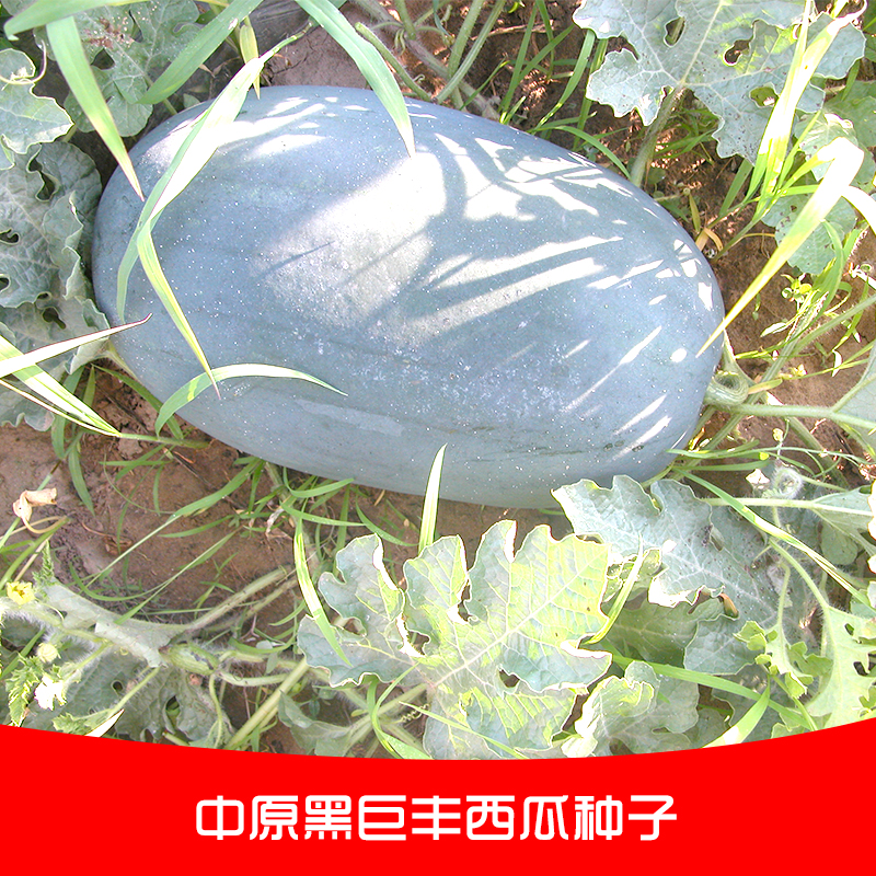专业供应中原黑巨丰西瓜种子皮薄耐运口感极好耐重茬高糖西瓜种子图片