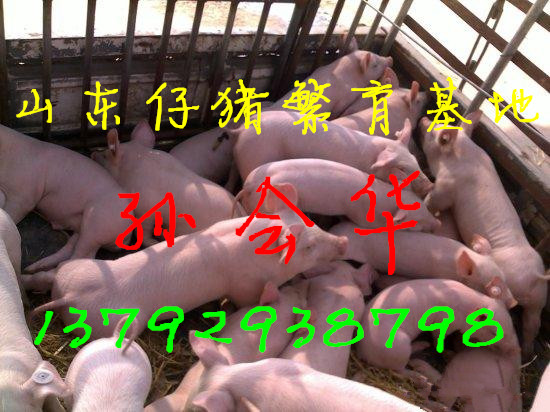 供应用于育肥的三元仔猪价格仔猪供应图片