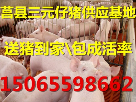 日照市猪场常年供应三元仔猪厂家供应用于仔猪的猪场常年供应三元仔猪