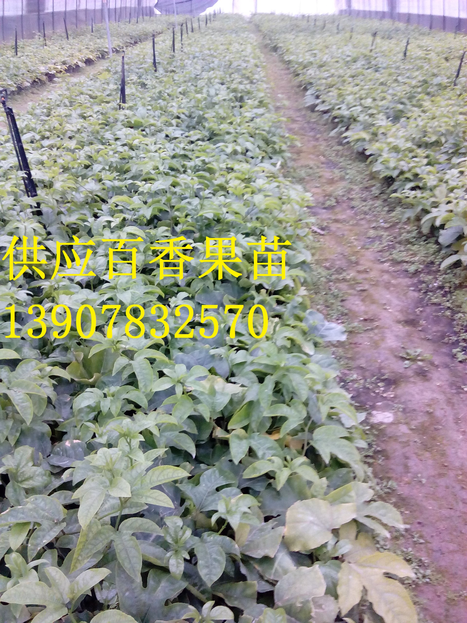 供应用于种植的广西百香果苗，广西百香果苗批发，广西百香果苗种植园