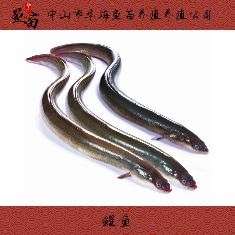 广东中山珠海鳗鱼鱼苗批发