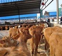 供应鲁西黄牛，鲁西黄牛价格，西门塔尔牛批发商，利木赞牛供应商
