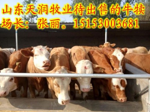 供应用于养殖的小肉牛种400斤多少钱图片