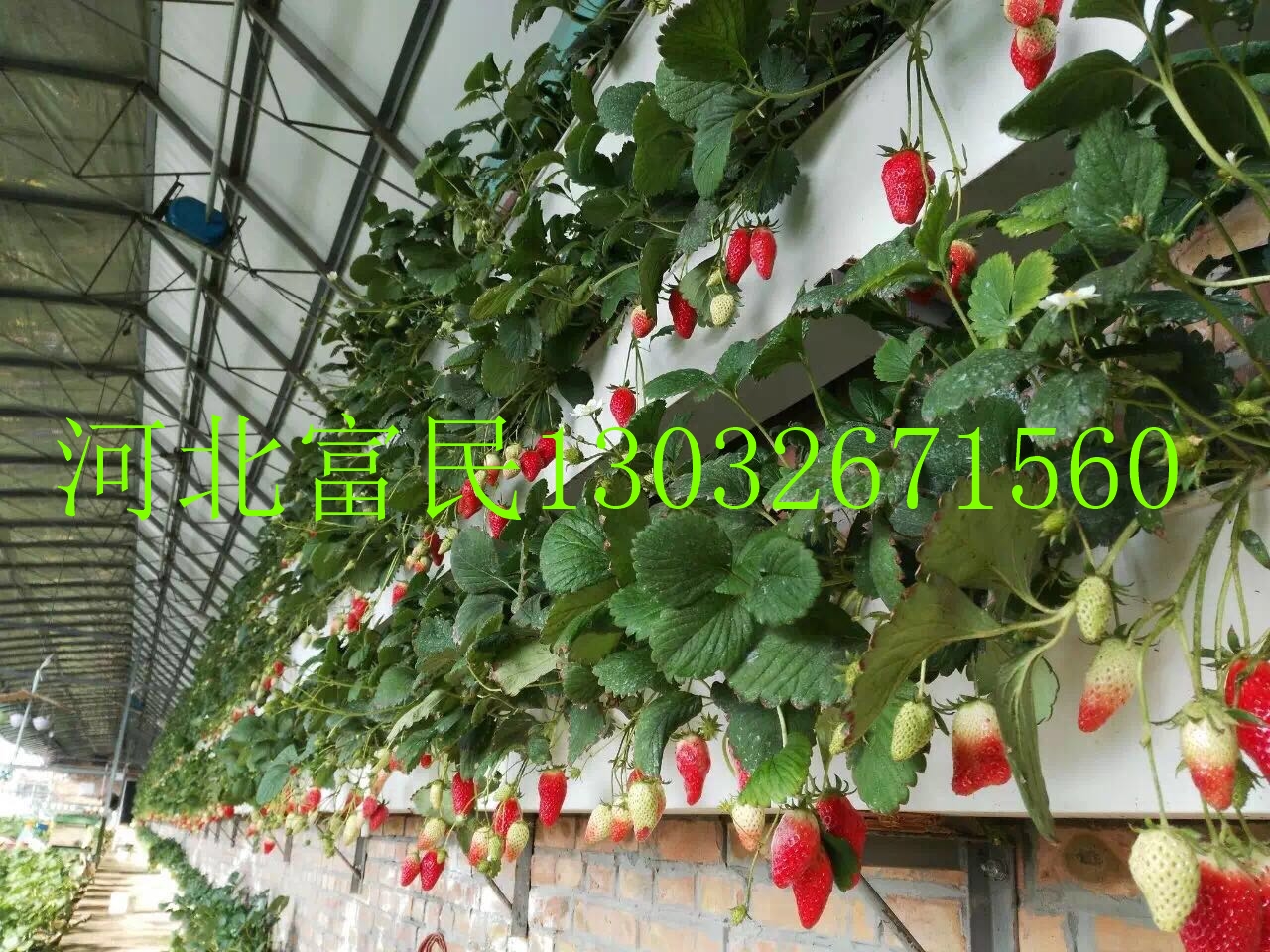 供应草莓立体式种植槽阳台种植槽 草莓立体种植槽，蓝莓，树莓，番茄种植槽，蔬菜立体种植槽