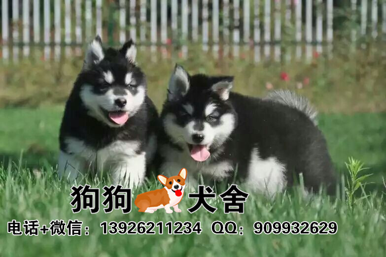 阿拉斯加犬多少钱，广州狗狗犬舍批发