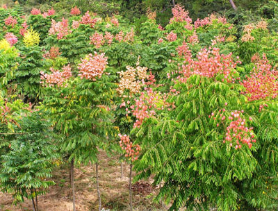 供应栾树，河南栾树，栾树价格，栾树批发，栾树多少钱一株图片