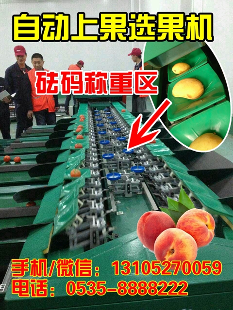供应台湾青枣重量大小自动分拣机