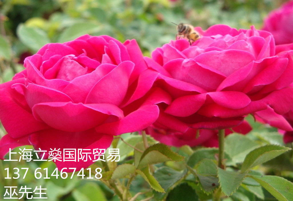 供应用于上海花边玫瑰的上海花边玫瑰操作代理图片