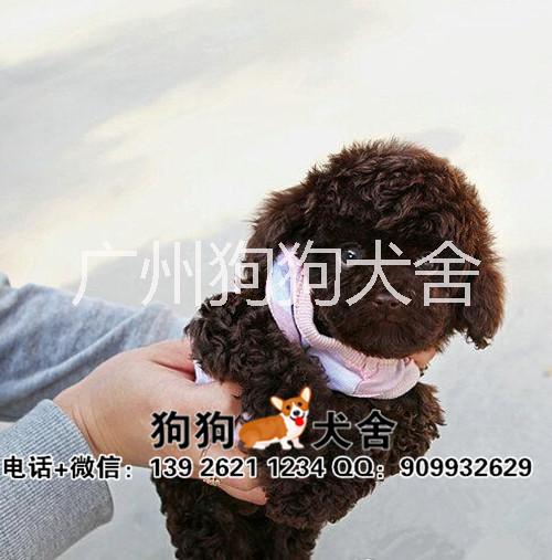 泰迪熊宠物狗供应用于玩赏犬的泰迪熊宠物狗，棕色泰迪熊，咖啡色泰迪熊小型犬