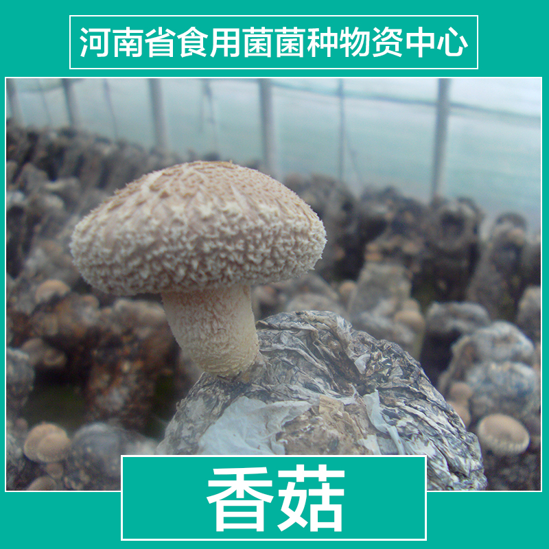 河南食用菌菌种  河南香菇菌种 适合和你的香菇母种 夏季香菇品种 春秋香菇品种 食用菌菌种 河南食用菌 河南食用菌菌种