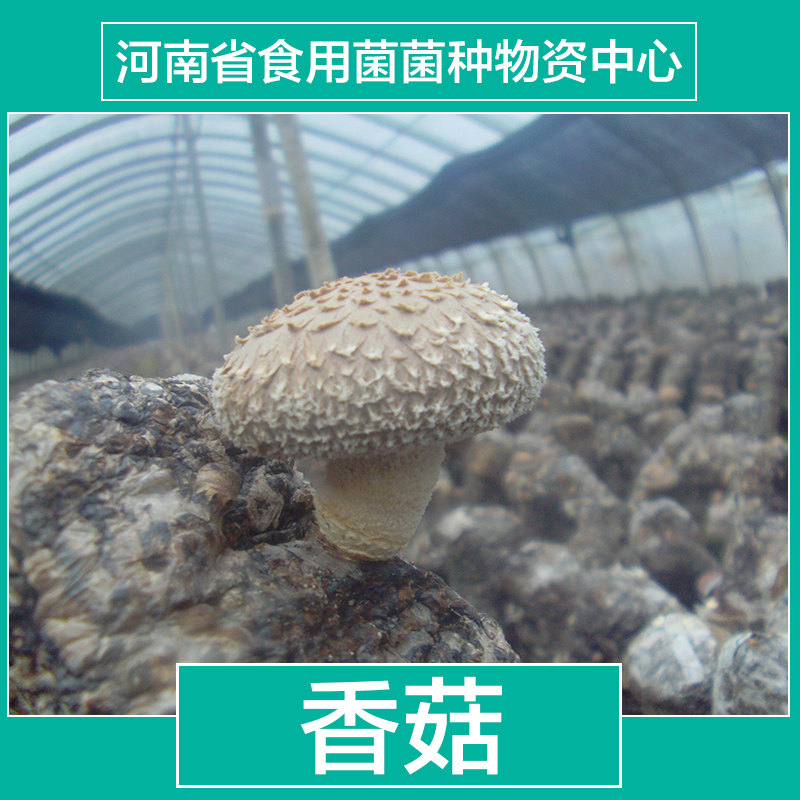 河南食用菌菌种批发  夏季香菇品种 春秋香菇品种 食用菌菌种 河南食用菌 河南食用菌菌种 河南食用菌菌种批发