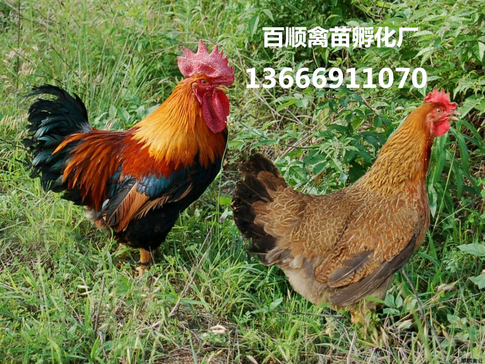 供应用于养殖的黑土鸡苗13666911070