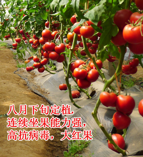 潍坊市科尔种业布鲁克--大红西红柿种子厂家