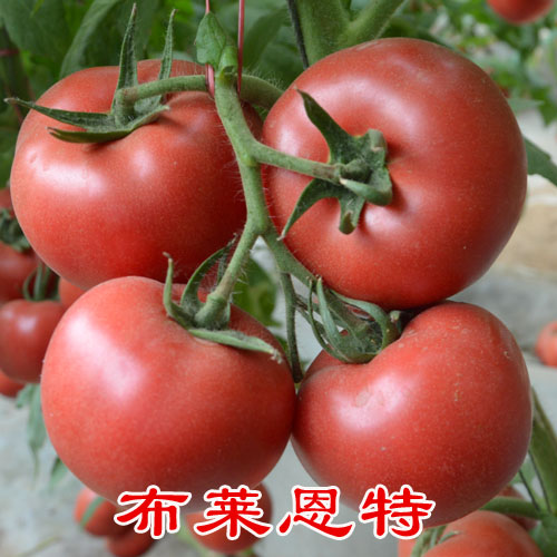 供应用于西红柿种子的布莱恩特 最好的西红柿种子